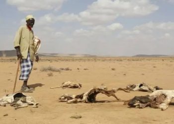 Thatësirë në Afrikën Jugore, 15 milionë njerëz vuajnë nga kriza ushqimore