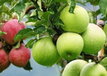 Pse duhet të hani mollë jeshile me lëkurë, përfitimet direkte për shëndetin