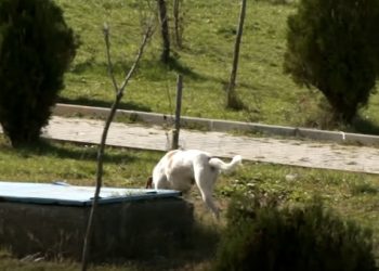 Qentë endacakë rrezikojnë nxënësit e Prishtinës (VIDEO)