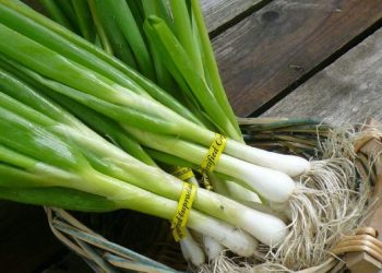 Qepët e reja shërojnë këto probleme shëndetësore