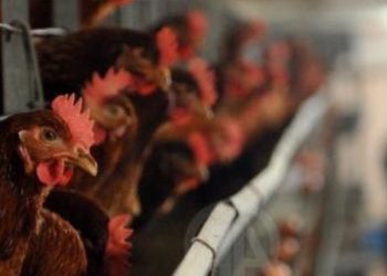Austria shpall rrezik mbarëkombëtar të gripit të shpendëve, vendos masa të rrepta