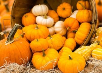 Pse duhet të hani shpesh fara kungulli? Përfitimet për shëndetin