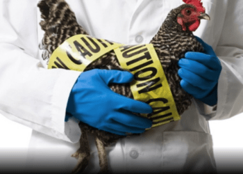 Gripi i shpendëve po përhapet në rajon, sa është e rrezikuar Kosova?