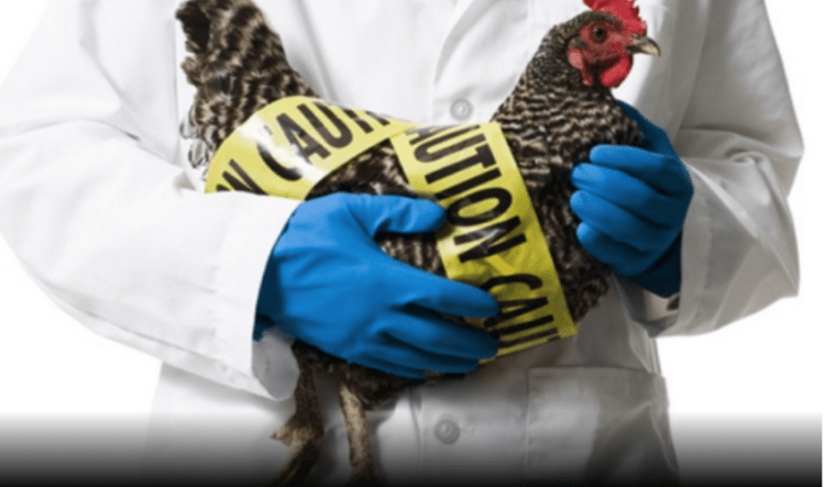 Gripi i shpendëve po përhapet në rajon, sa është e rrezikuar Kosova?