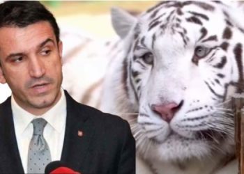 “Lufta brenda PS më e egër se kurrë”/ Teliti: Tigri i Veliajt kod për shefin e madh
