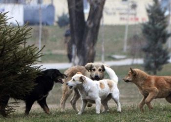 Sulmohet nga qentë endacakë në oborrin e QKUK-së infermierja shtatzënë