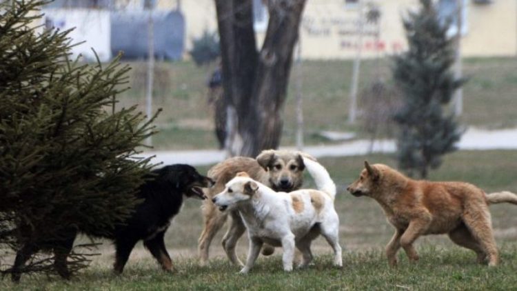 Sulmohet nga qentë endacakë në oborrin e QKUK-së infermierja shtatzënë