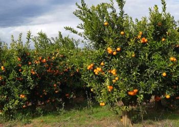 Mandarinat me kimikate/ Bardhi: Po qarkullojnë edhe në Kosovë, Ministria e Bujqësisë të sqarojë !