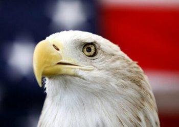 ‘Shqiponja kokëbardhë’ shpallet zogu kombëtar i SHBA-së pas 250 vjetësh