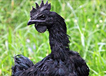 Ayam Cemani, pula e zezë e Indonezisë më e shtrenjta në botë