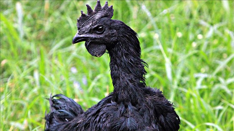 Ayam Cemani, pula e zezë e Indonezisë më e shtrenjta në botë