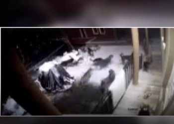 Banorët e Kolovicës në hall nga qentë endacakë, ndihen të rrezikuar