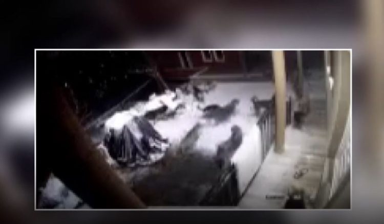 Banorët e Kolovicës në hall nga qentë endacakë, ndihen të rrezikuar