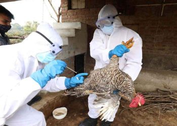 Situata me gripin e shpendëve në Shqipëri, ministria: Janë evidentuar tre vatra të infektuara