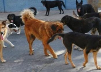 Qentë endacakë pushtojnë rrugët e Pejës, Komuna ende pa zgjidhje konkrete (VIDEO)