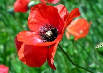 Ndihmon pagjumësinë, mënyra e përgatitjes së çajit të lulëkuqes