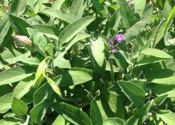 Sherebela nuk është një barishte e thjeshtë, ja çfarë përfitime të rëndësishme marrim prej saj