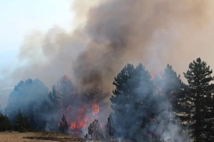 Policia apelon për kujdes nga zjarret, paralajmëron ndjeke penale për zjarrvënësit