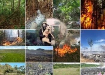 Policia e Kosovës me komunikatë zyrtare për fushatën vetëdijësuese kundër zjarreve