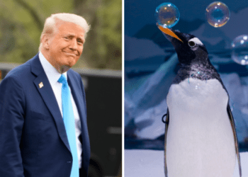D. Trump i goditi me tarifa ishujt e banuar vetëm nga pinguinë dhe foka, ministri i tij shpjegon pse
