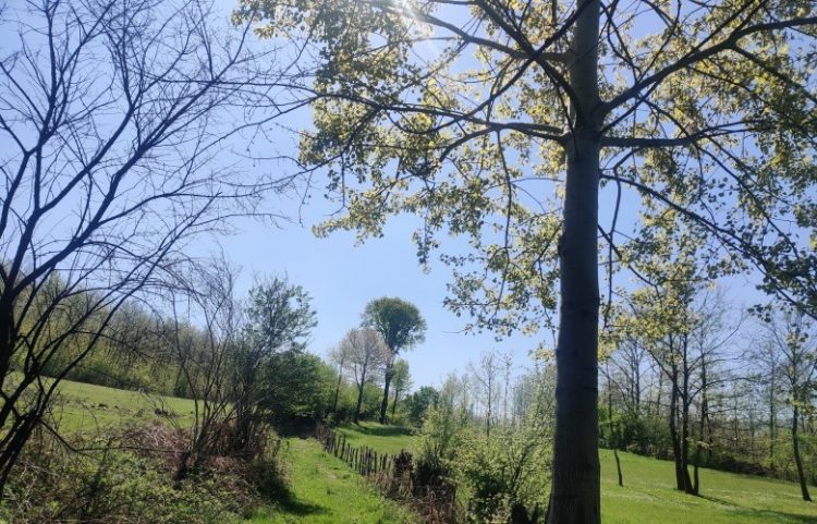 Moti sot me diell dhe vranësira të shpërndara