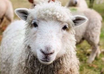 BIK-u nis grumbullimin e porosive për kurbanë, çmimi 180 euro