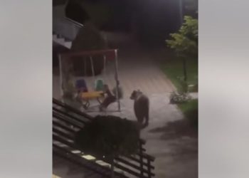 Ariu shkon “mysafir” natën vonë në një shtëpi në Mushtisht të Suharekës (VIDEO)