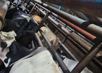 BIK: Po vazhdon me sukses therja e kurbanëve