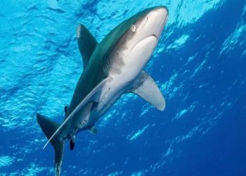 Më shumë se 1.000 fuçi me mbetje bërthamore në Atlantik