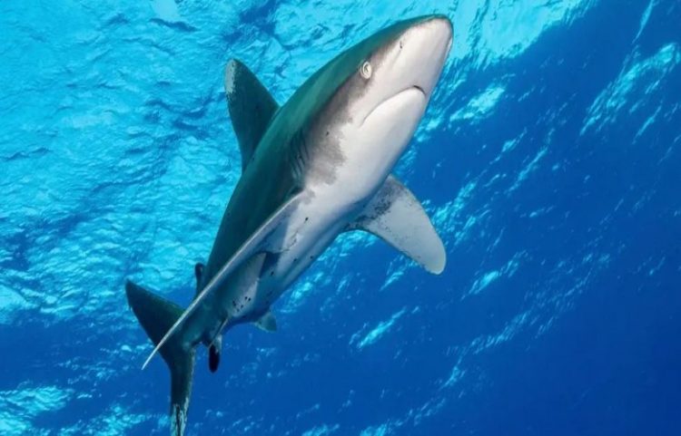 Më shumë se 1.000 fuçi me mbetje bërthamore në Atlantik