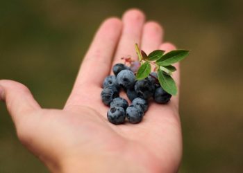 Tre lloje frutash që shkrijnë dhjamin e barkut
