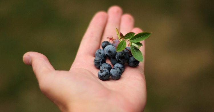 Tre lloje frutash që shkrijnë dhjamin e barkut