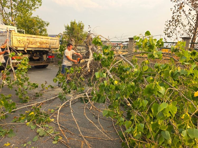 Era e fuqishme në Drenas rrëzon lisin