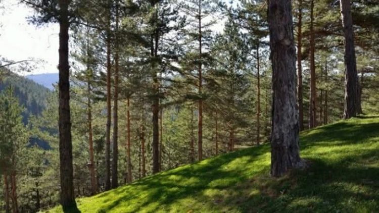 Shkup, Ndalohet lëvizja në pyje, gjoba deri në dy mijë euro për ata që kapen në pyll