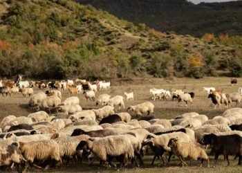 Në Serbi përhapet sëmundja e kafshëve, Kosova ndalon importin nga ky shtet