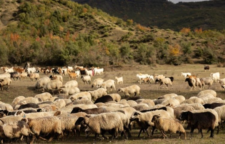 Në Serbi përhapet sëmundja e kafshëve, Kosova ndalon importin nga ky shtet