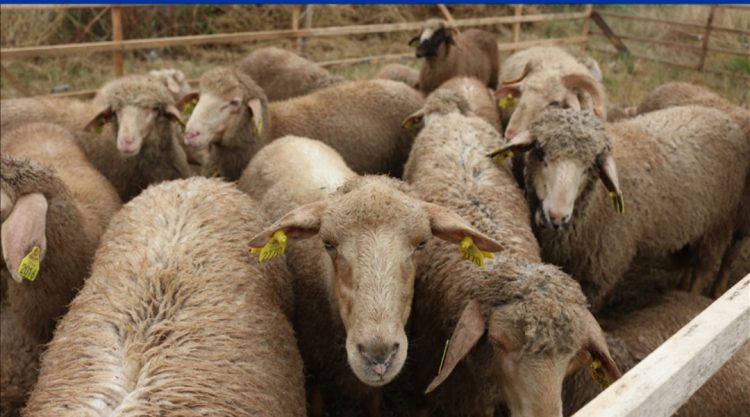 Konfirmohet rasti i parë i një murtaje për delet dhe dhitë