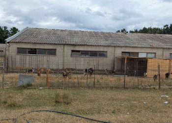 AUV mbyll dy strehimore të qenve në Ferizaj