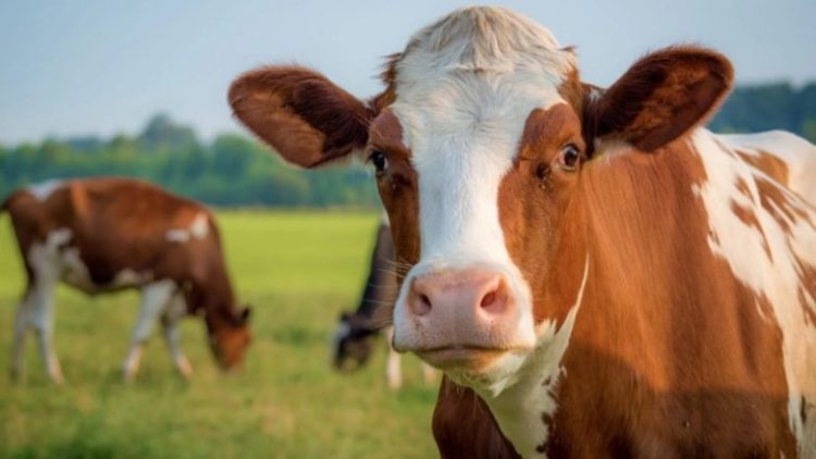 Identifikohen rastet e para të sëmundjes ‘’Gjuha e Kaltër’’ në Kosovë, AUV vendos masa për parandalim