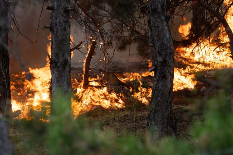 Zj*arri i madh në Corroticë të Preshevës, Sinani: Flakët janë përhapur me shpejtësi