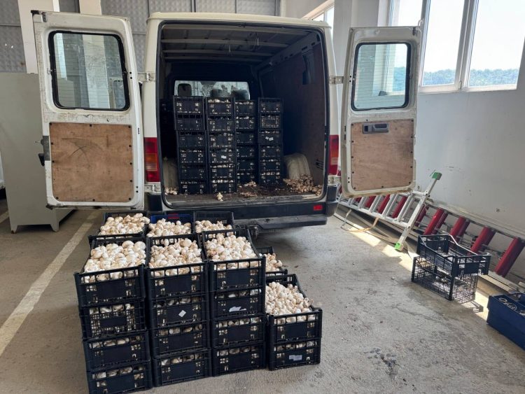 Përpjekje për kontrabandë, policia kap 910 kg kërpudha shampinion në Karaqevë