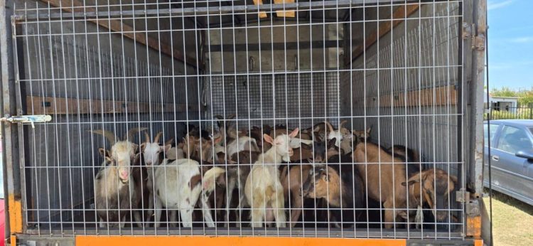 Policia parandalon ko*ntrabandën e 40 kecave në vlerë prej 6 mijë eurosh