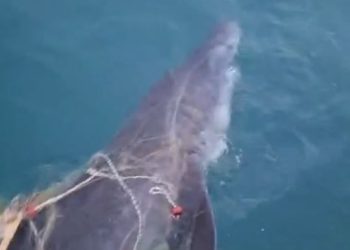 Peshkaqeni Tigër bie në rrjetat e peshkatarëve afër “Ranës së Hedhun” në Shëngjin