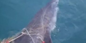 Peshkaqeni Tigër bie në rrjetat e peshkatarëve afër “Ranës së Hedhun” në Shëngjin