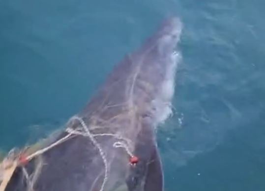 Peshkaqeni Tigër bie në rrjetat e peshkatarëve afër “Ranës së Hedhun” në Shëngjin