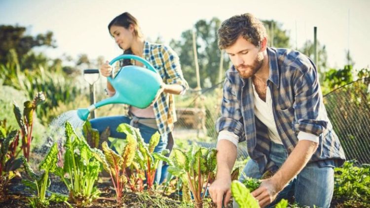 Kopshtaria, terapia natyrale që qetëson mendjen dhe forcon trupin