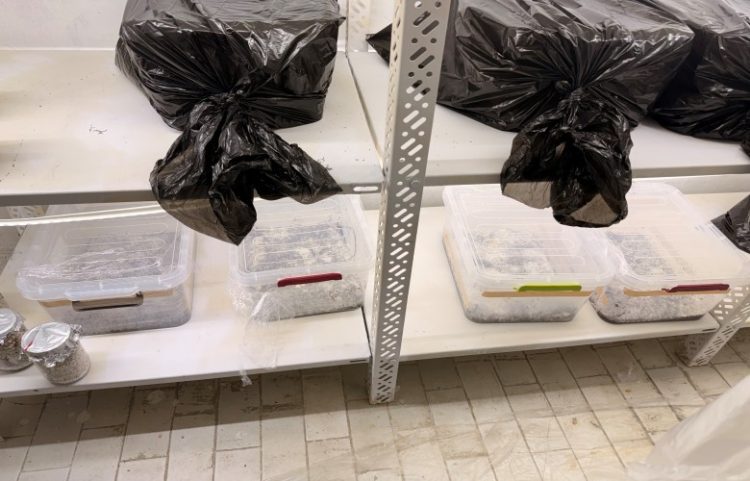 Aksion antidrogë në Prishtinë, sekuestrime dhe një i ndaluar