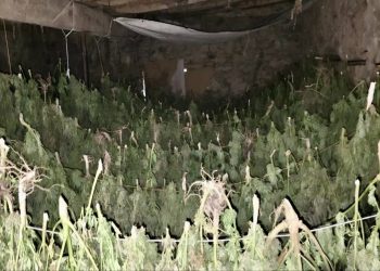 Policia zbulon dhe asgjëson mijëra bimë narkotike në operacione të ndara