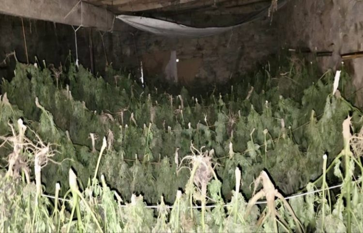 Policia zbulon dhe asgjëson mijëra bimë narkotike në operacione të ndara