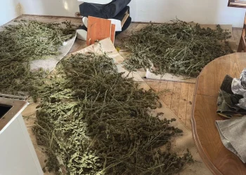 Policia godet rrjetin kr*iminal pas shpërthimit në QKUK, prangosen 11 persona, konfiskohet dr*ogë dhe ar*më